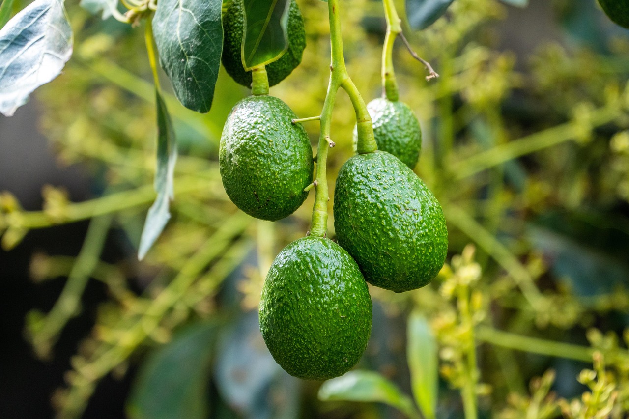 rama-de-arbol-con-aguacates-superalimento-para-la-familia