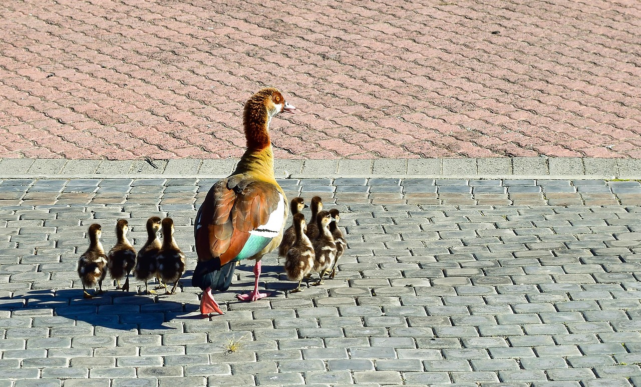 familia-de-patos-en-la-calle