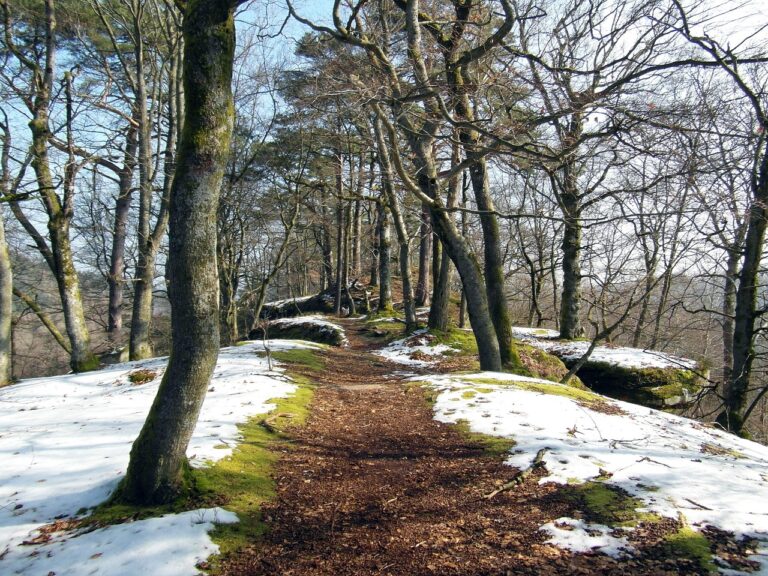 camino-entre-arboles-proteger-a-tu-familia